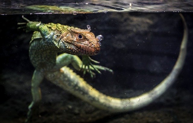 Um quinto de todas as espécies de répteis correm o risco de extinção, de acordo com um novo estudo abrangente, com crocodilos e tartarugas mais ameaçados.