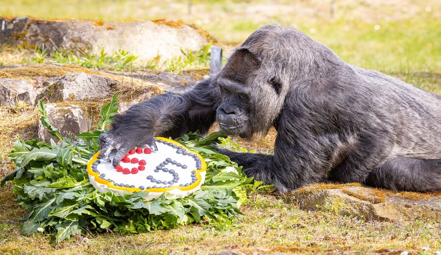 Em 2019, Fatou foi nomeada a “gorila viva mais velha em cativeiro” pelo Guinness World Records depois que Trudy, um gorila nascido em 1956, morreu