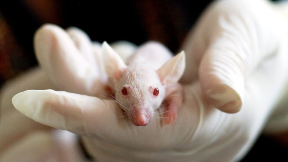 Ondas sonoras destruíram tumores hepáticos em ratos