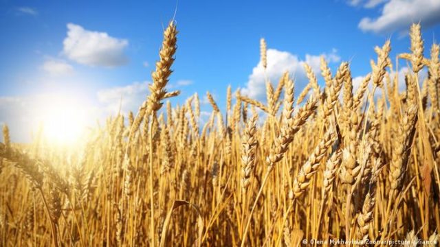 Como trigo pode virar nova commodity de exportação do Brasil