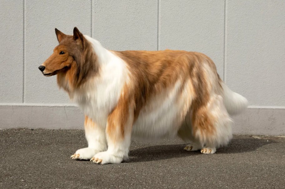 Um clipe do homem disfarçado de Lassie acumulou mais de 600.000 visualizações no YouTube desde que foi postado em abril.