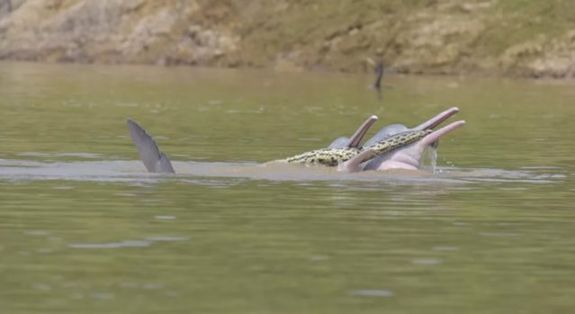 Somente depois de percorrer as imagens que a equipe capturou os pesquisadores perceberam que os golfinhos estavam balançando uma anaconda enquanto nadavam.