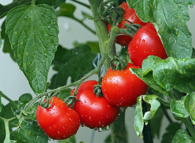 Se o processo for adotado comercialmente por agricultores e produtores, esses tomates podem ajudar a combater a insuficiência de vitamina D