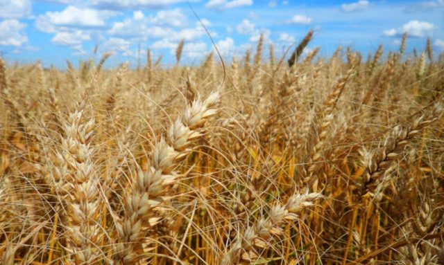 Camex zera imposto de importação sobre alimentos como trigo, milho e carne