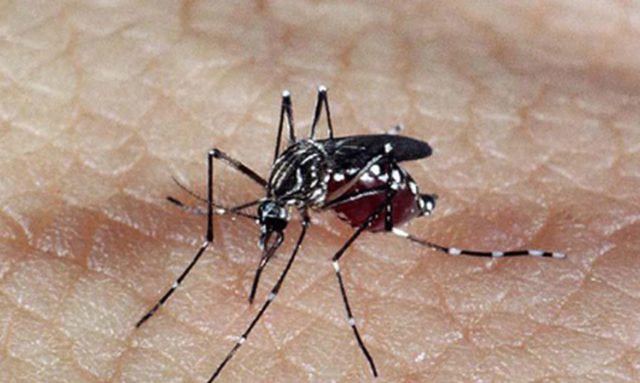 Os mosquitos que transmitem a dengue e outras doenças virais desenvolveram uma alta resistência a inseticidas em algumas regiões da Ásia