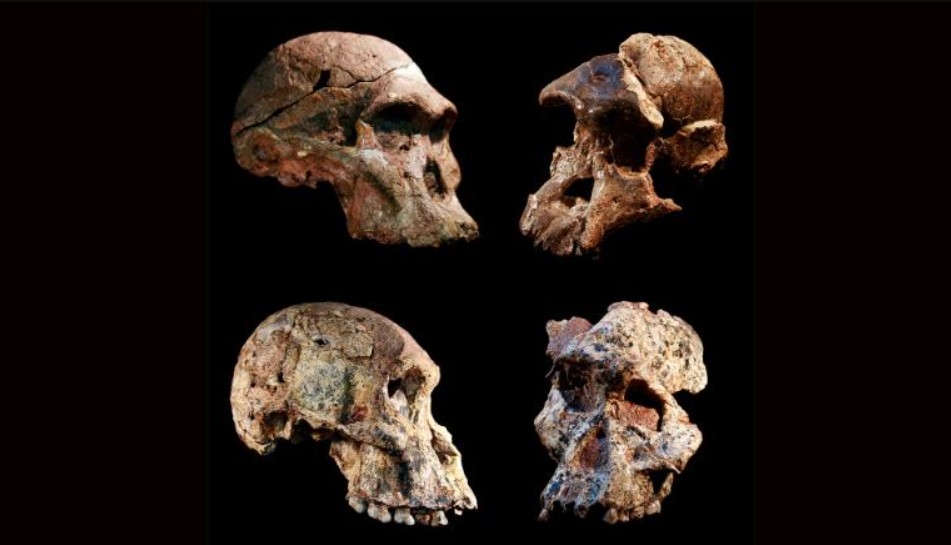Esta nova data torna os fósseis da caverna mais antigos do que o famoso fóssil de Lucy, encontrada em 1979 que representava a espécie Australopithecus