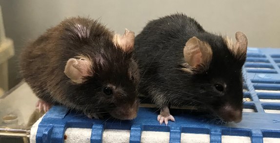 No laboratório do biólogo molecular David Sinclair na Harvard Medical School, os ratos mais velhos estão ficando jovens novamente.