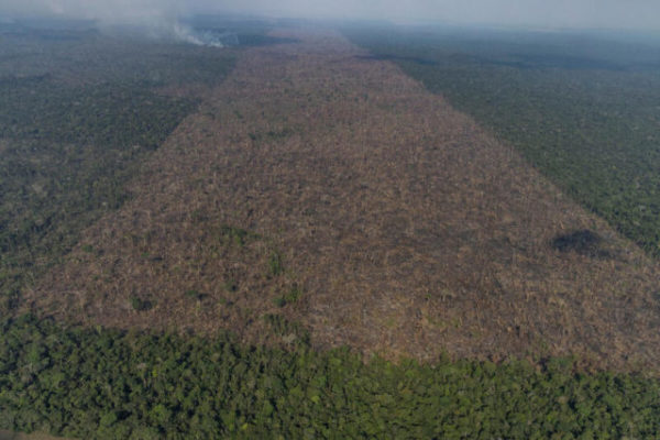 Amazônia perdeu área similar a 2 mil campos de futebol por dia, diz Imazon