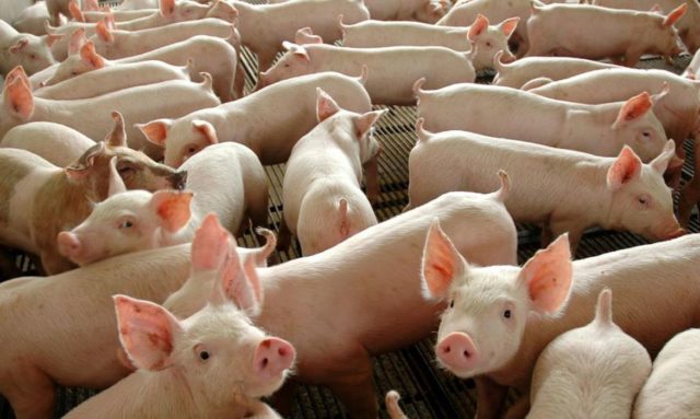 Peste suína: governo da Alemanha confirma 3º surto em animais domésticos em 2022
