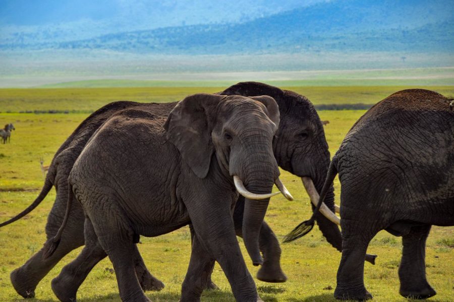 Elefante tem 20 cópias do gene P53, contra um só no restante dos mamíferos