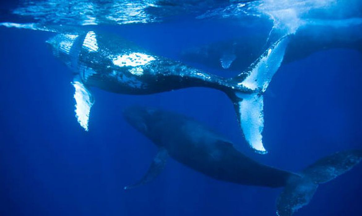 O número de ocorrências de baleias no Rio de Janeiro vem aumentando ano após ano