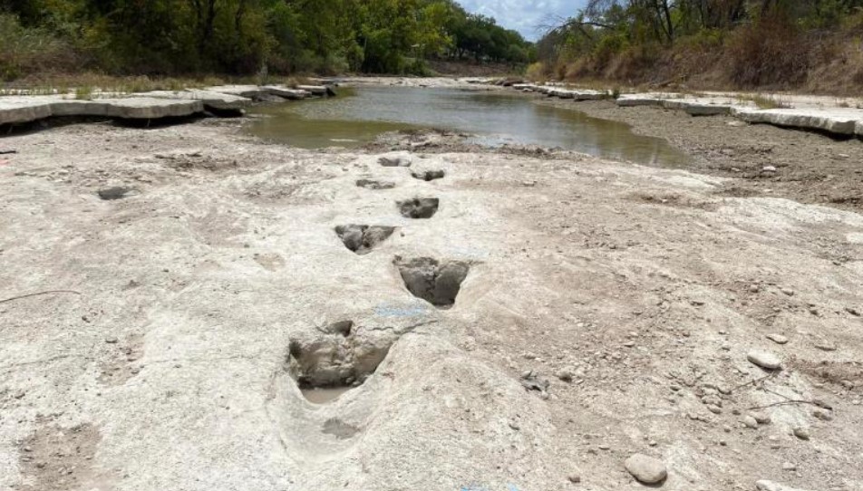 A maioria das pegadas que foram recentemente descobertas e em diferentes partes do rio teria cerca de 4,5 metros de altura e pesar perto de sete toneladas