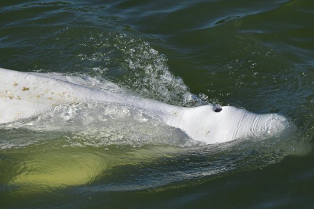 "Poucas esperanças" de salvar uma beluga encontrada no rio Sena