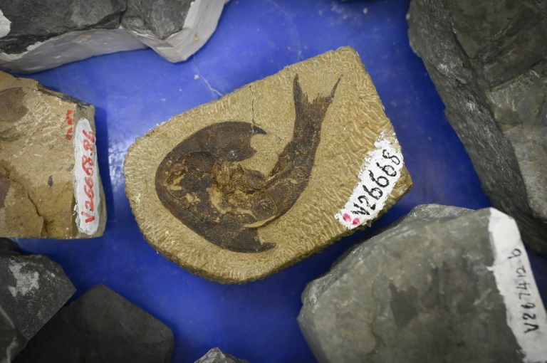 Os fósseis foram encontrados em 2019, em dois grandes sítios na província de Guizhou e no município de Chongqing, no sudoeste da China
