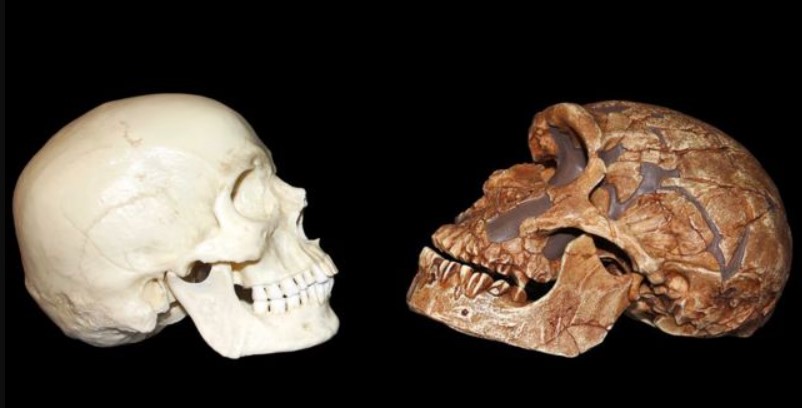 Um estudo intrigante revelou uma diferença potencial que pode ter dado aos humanos modernos, ou Homo sapiens, uma vantagem cognitiva sobre os neandertais