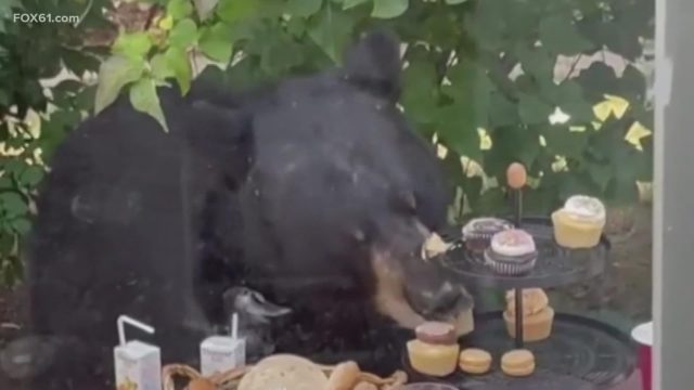 O urso foi até a mesa de sobremesas e começou a lanchar. A mãe do aniversariante disse que os convidados esperaram dentro da casa até que o urso saísse.