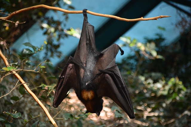 Cientistas coletaram amostras de morcegos da fronteira com Laos e Mianmar, e identificaram cinco vírus “provavelmente patogênicos para humanos ou gado”
