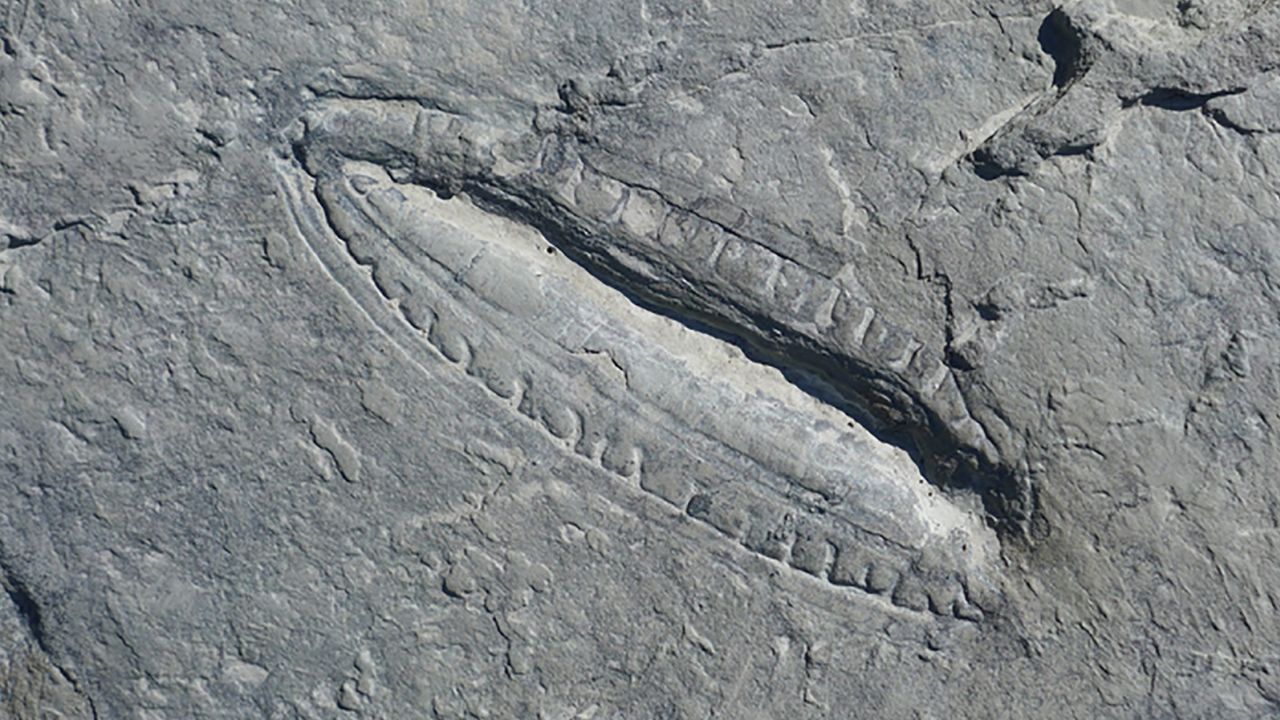 Em um espécime fossilizado da Kimberella semelhante a uma lesma, a equipe detectou moléculas de fitoesteróis preservadas no intestino da criatura