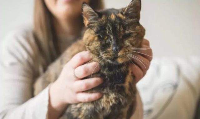 Com quase 27 anos – o equivalente felino a 120 anos humanos, de acordo com o Guinness World Records – foi coroado o gato vivo mais velho do mundo.
