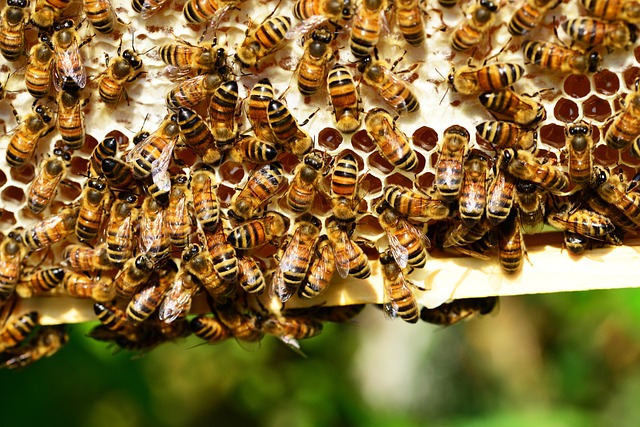 A nova pesquisa, entretanto, é a primeira a mostrar um declínio geral na vida útil das abelhas potencialmente independente de fatores ambientais