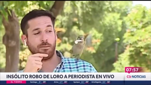 O jornalista Nicolás Krumm falava sobre a insegurança em Santiago, na quarta-feira (2), quando a ave 'mal-intencionada' o abordou.