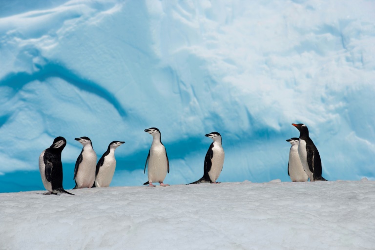 Cientistas de vários países alertam que os atuais esforços de conservação dos ecossistemas na Antártida são “insuficientes”