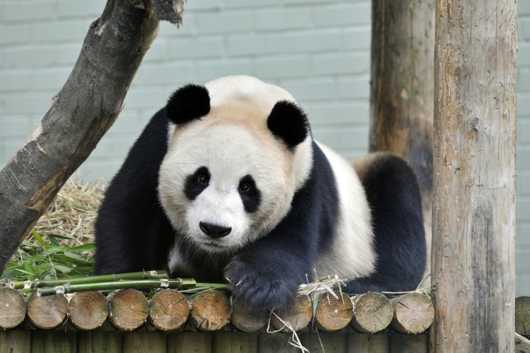 Os encarregados do zoológico tentaram, inclusive, inseminar artificialmente Tian Tian em 2013, mas não tiveram sucesso.