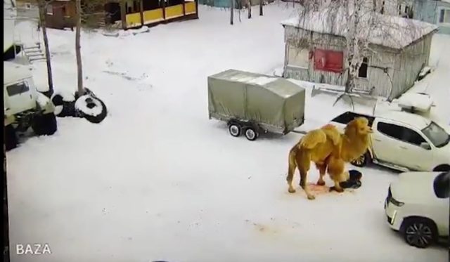 O incidente ocorreu depois que um vigia chamado Yury, 51, atingiu o camelo ao tentar movê-lo, fazendo com que ele ficasse furioso e o atacasse