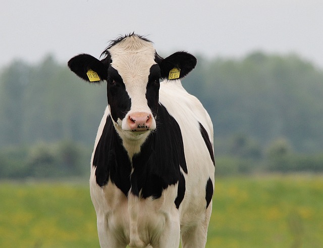Os animais escolhidos são capazes de produzir 18 toneladas de leite por ano, ou 100 toneladas de leite ao longo da vida.