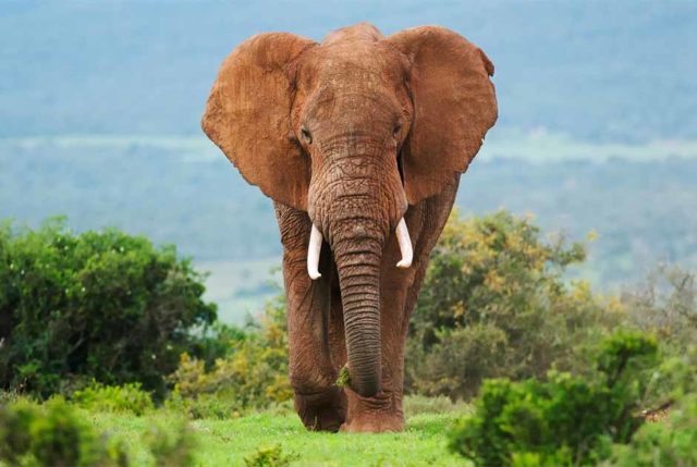 Apesar de seu tamanho imponente, os agora extintos elefantes de presas retas eram rotineiramente caçados e sistematicamente abatidos por sua carne
