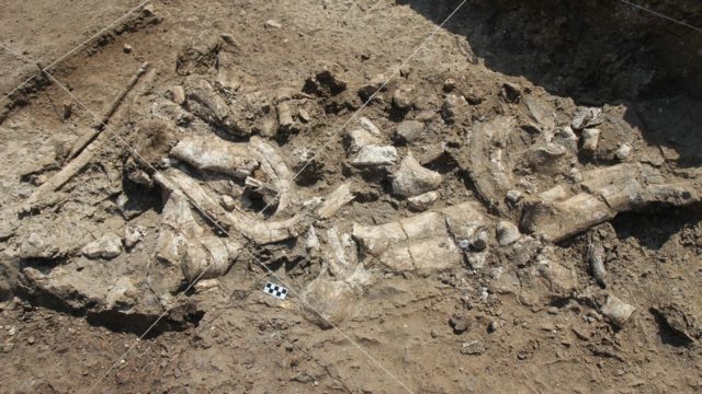Os cientistas desenterraram pedras de martelo, núcleos e lascas, e os ossos de hipopótamos massacrados e dois dentes pertencentes a um antigo macaco humano