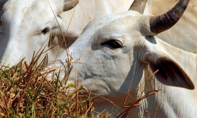 Governo investiga caso suspeito de vaca louca no Brasil, diz ministério