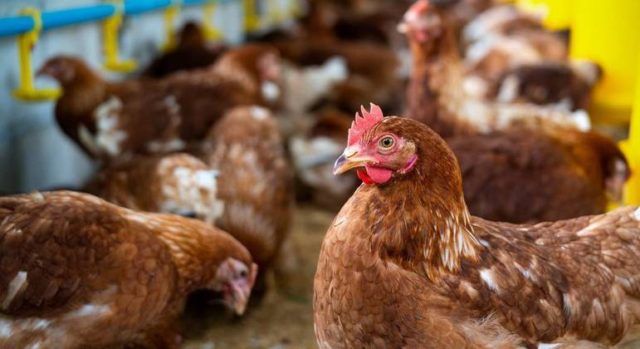 Argentina reforça vigilância contra gripe aviária na fronteira com a Bolívia