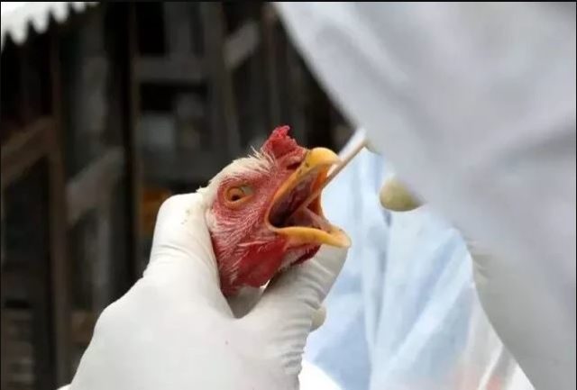 Argentina registra 11 casos confirmados e mais de 100 suspeitos de gripe aviária