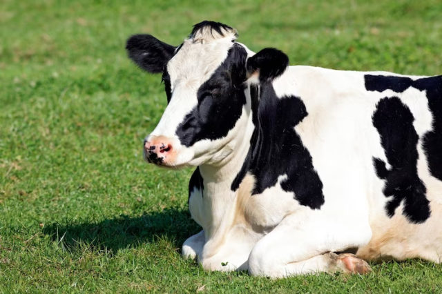 Doença conhecida como mal da vaca louca foi identificada no Pará