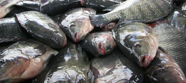 Existe um milagre da multiplicação dos peixes na mesa do brasileiro?