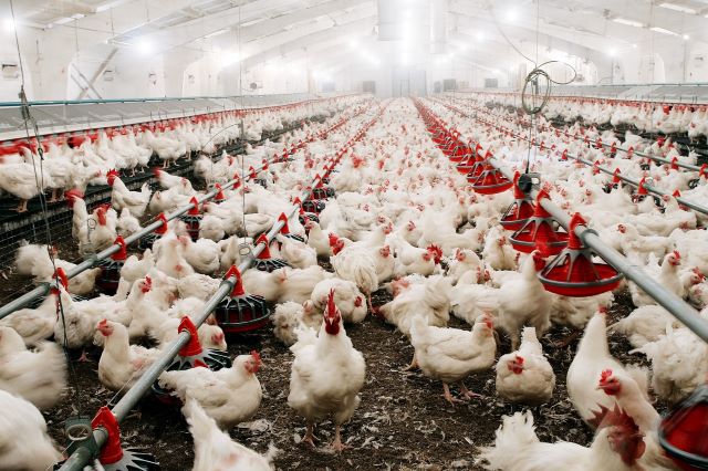 Gripe aviária poderia causar perdas de R$ 13 bilhões ao Brasil 