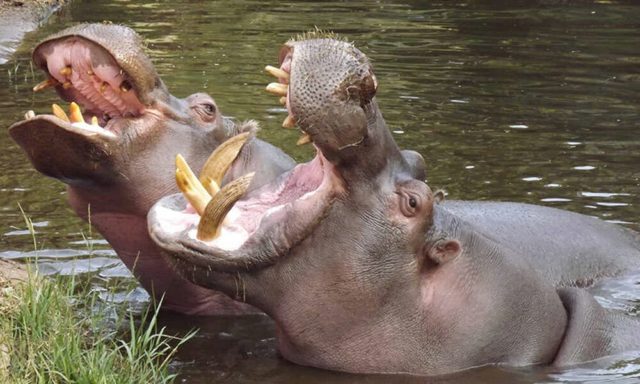 Os hipopótamos foram trazidos ilegalmente para a Colômbia na década de 1980 por Escobar como parte de uma coleção de animais exóticos