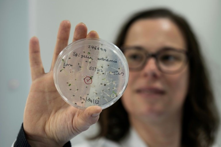 Inglaterra constrói Arca de Noé subterrânea com plantas do mundo todo