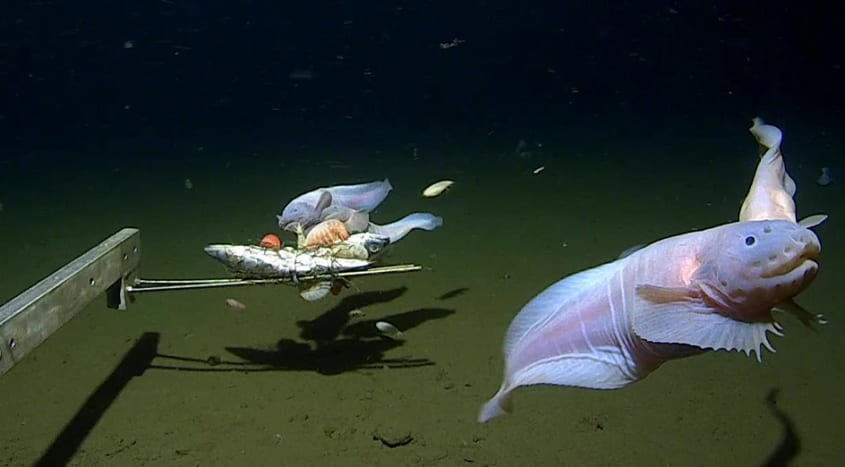 Junto com a filmagem do peixe-caracol mais profundo, os cientistas capturaram fisicamente dois outros espécimes a 8.022 metros