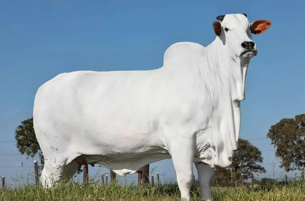 As vacas Nelore são conhecidas por sua pelagem branca brilhante e sua corcova bulbosa proeminente acima dos ombros e características reprodutivas favoráveis