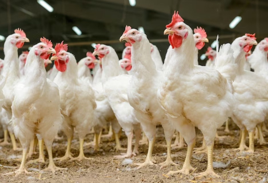 Para ABPA, exportação de carne de frango para Japão não deve ser prejudicada com suspensão a MS