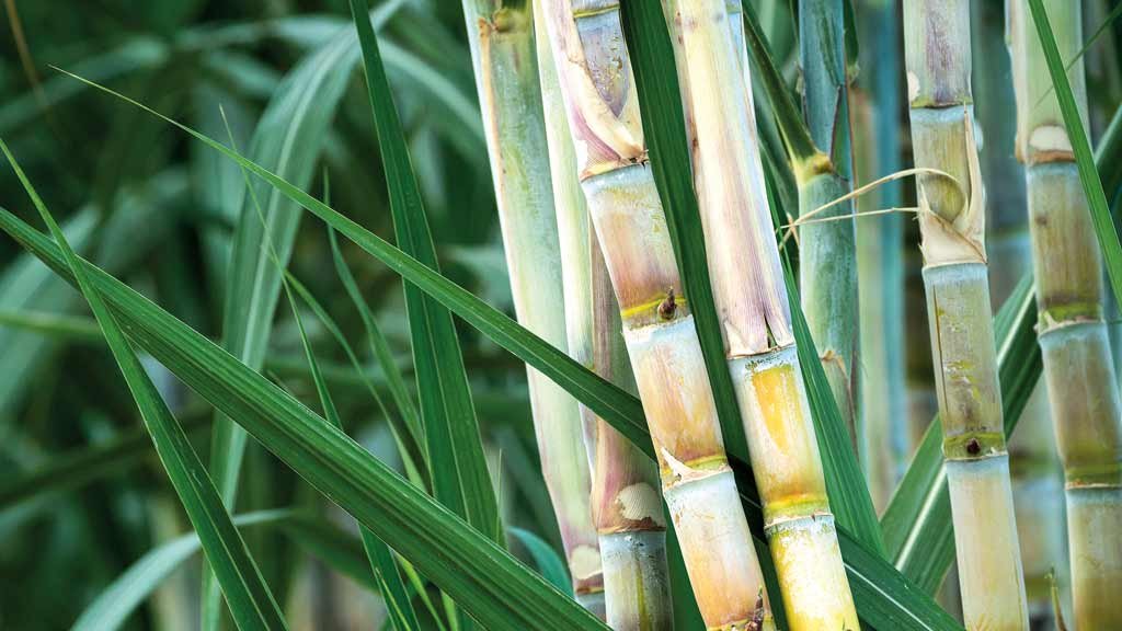 Chinesa Envision investirá US$1 bi na produção de combustível verde no Brasil
