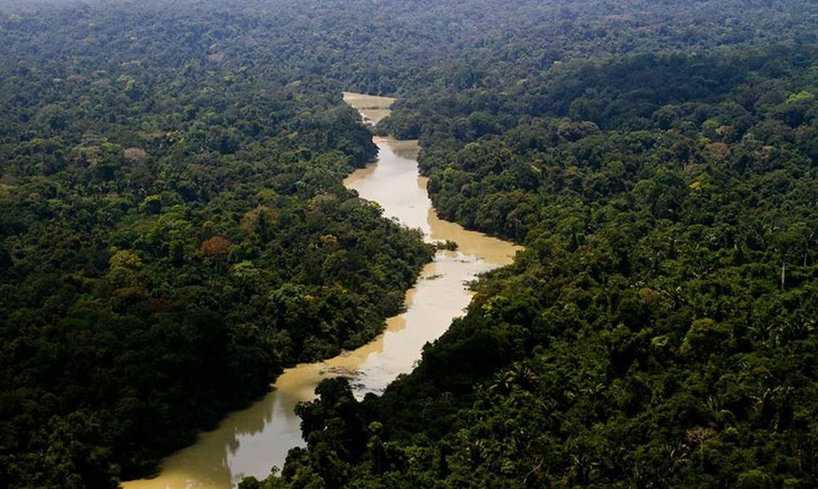 Brasil vê 15% das florestas naturais sumirem em 38 anos