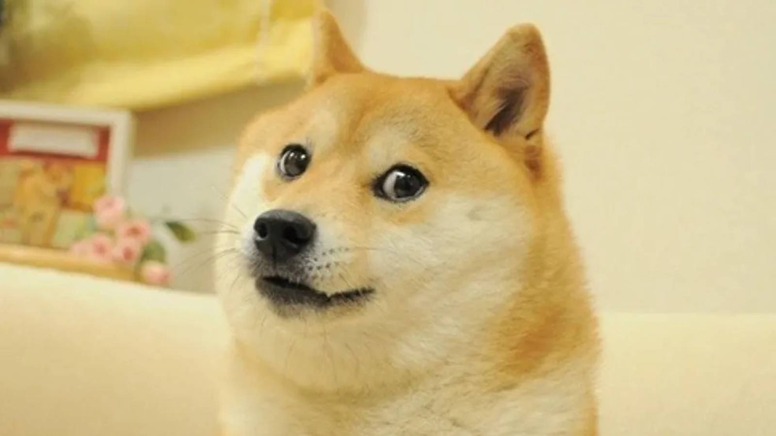 Foto da cadela inspirou logo da Dogecoin