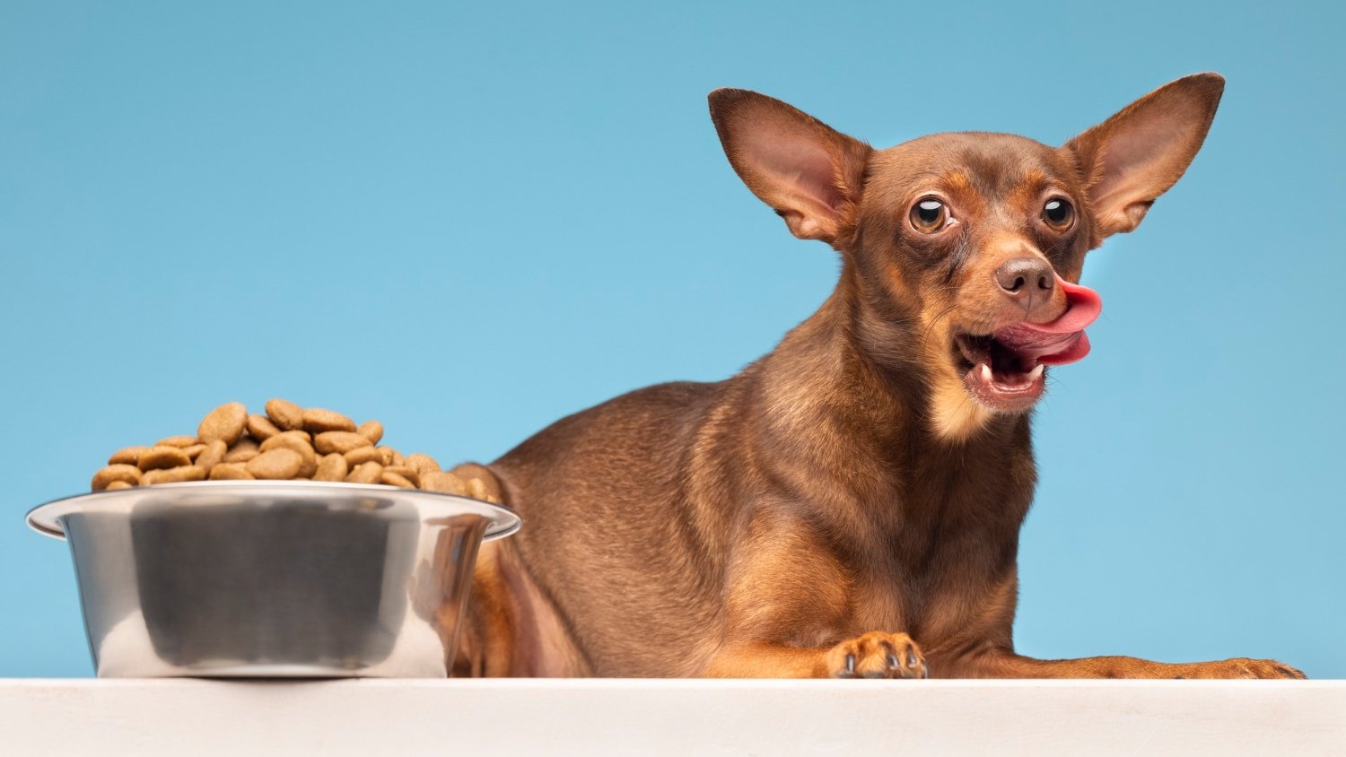 Ração para pets, cão, cachorro