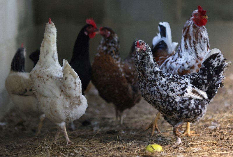 Gripe aviária: veja ranking dos países que mais compram carne de frango do Brasil