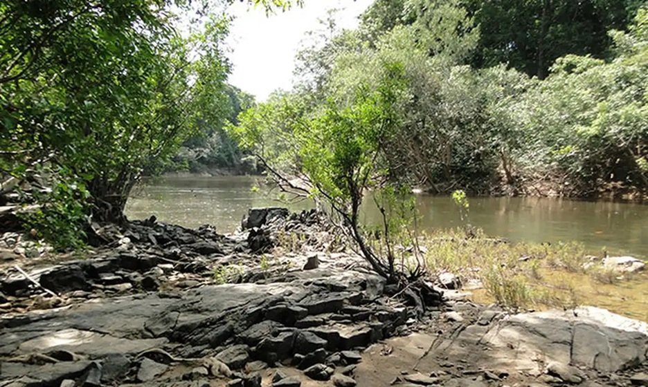 Três madeireiras vencem leilão para extrair madeira em floresta no sul do Amazonas