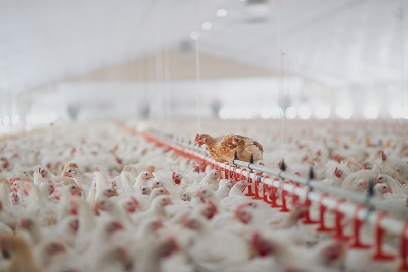 Mais de 30 mercados já suspenderam frango do Brasil por gripe aviária; veja lista