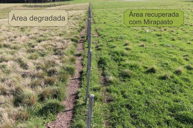 Converter pastagens em lavouras tem potencial bilionário, aponta Itaú BBA